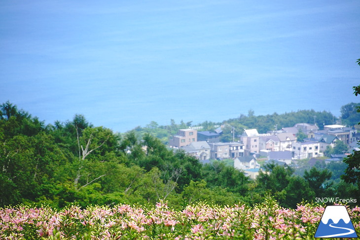 北海道最大級、213万輪のゆりの花！『オーンズ春香山ゆり園』